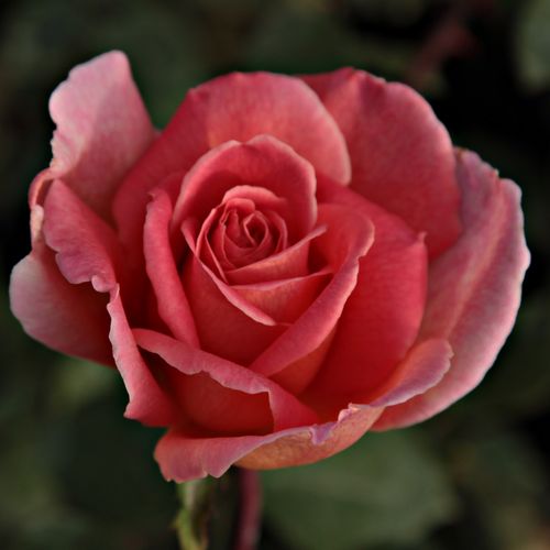 Vendita, rose rose floribunde - arancione - Rosa Courtoisie - rosa mediamente profumata - Georges Delbard - Fioritura veloce, bellissimi e colorati fiori caldi